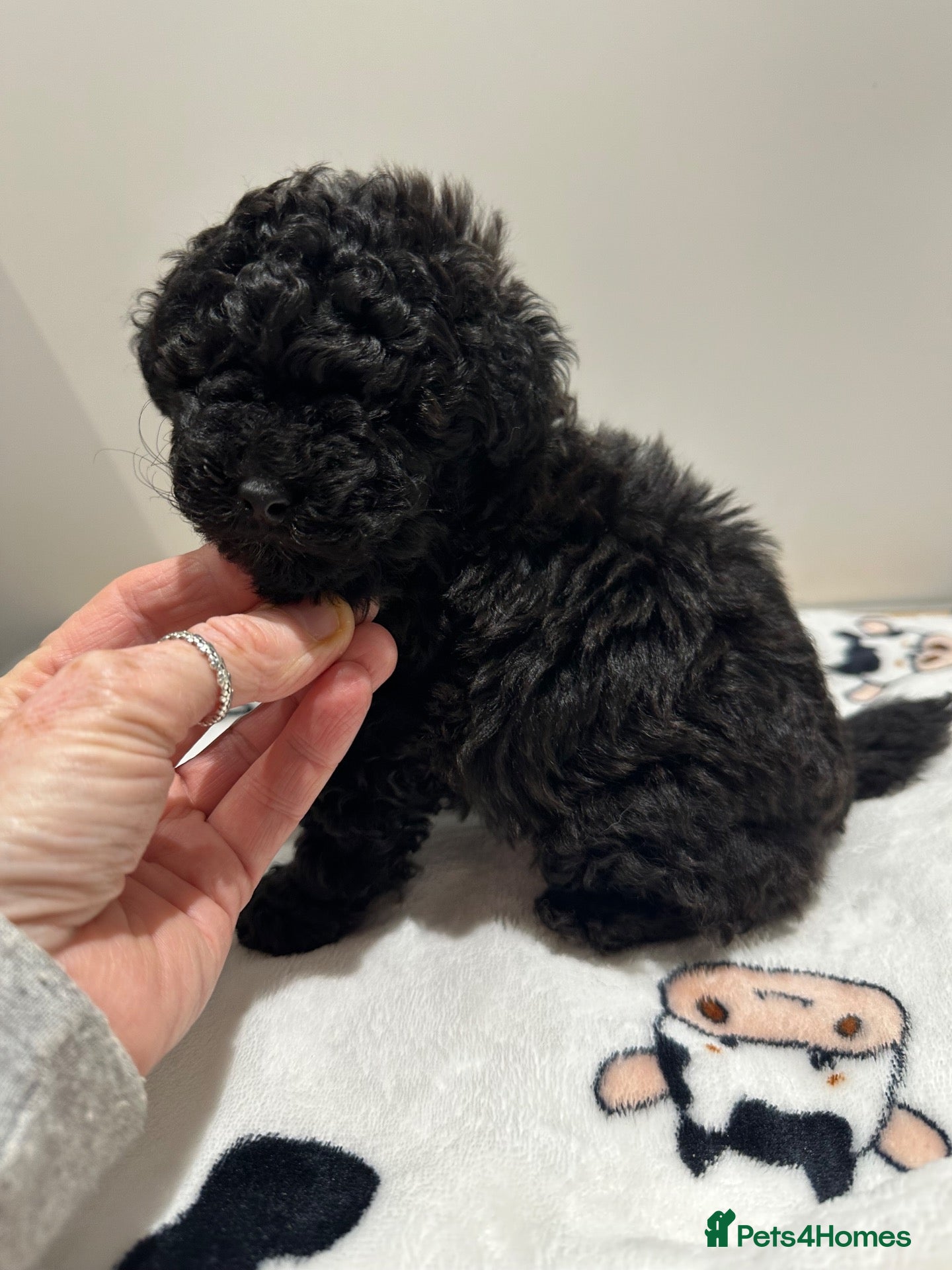 Toy Poodle dogs Tiny toy poodle Boy READY NOW! - Advert 4