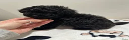 Toy Poodle dogs for sale: Tiny toy poodle   - Advert 7