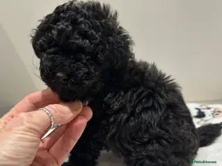 Toy Poodle dogs Tiny toy poodle Boy READY NOW! - Advert 4