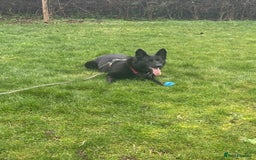 German Shepherd dogs for sale: GSD for rehoming - Image 2