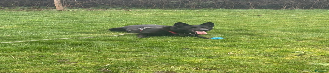 German Shepherd Puppy 1