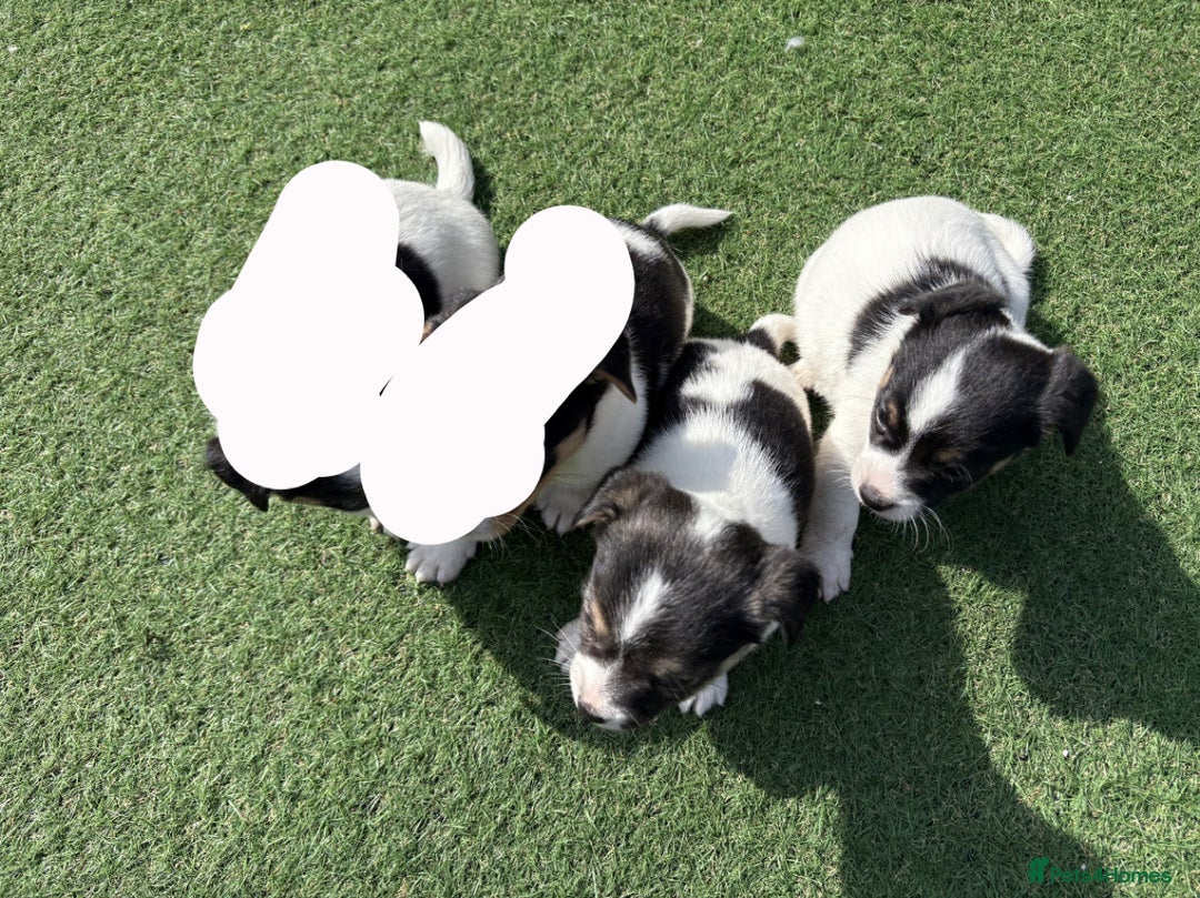 Jack Russell dogs for sale: Jack Russell puppies  - Image 7