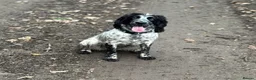 Sprocker dogs for sale: The prettiest sprockers looking forever homes  - Advert 13