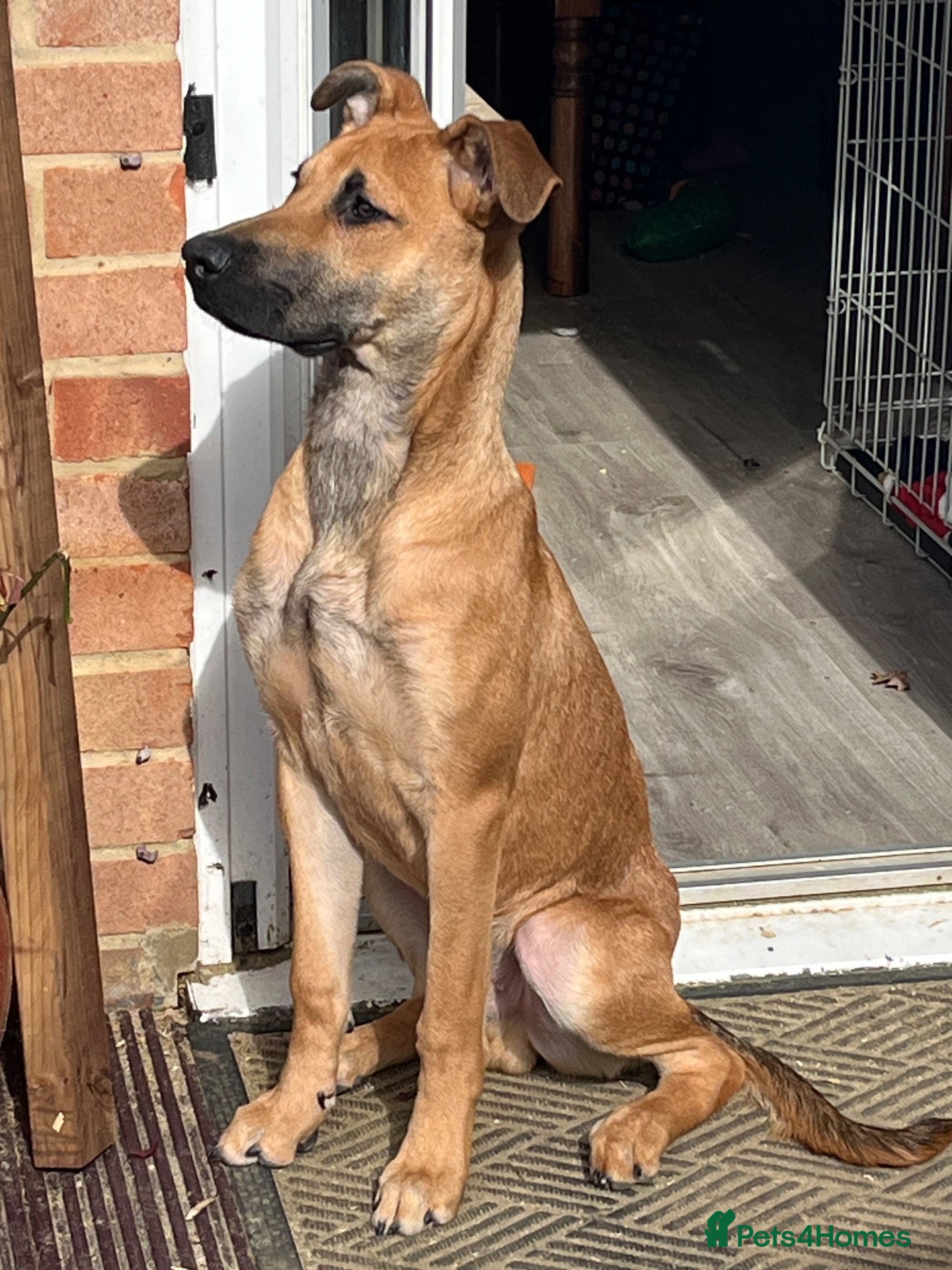 Mixed Breed dogs Bramley  - Advert 1