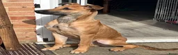 Mixed Breed dogs for sale: Bramley  in Dorking - Advert 1