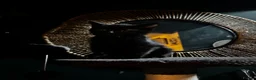 Mixed Breed cats for sale: 2 Male Kittens - Advert 5