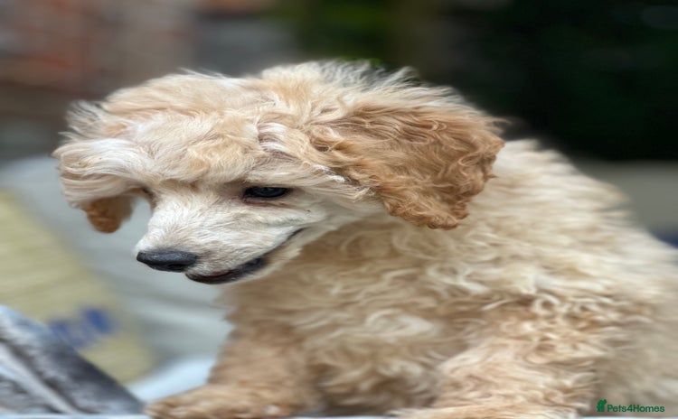 Toy Poodle dogs - Advert 4