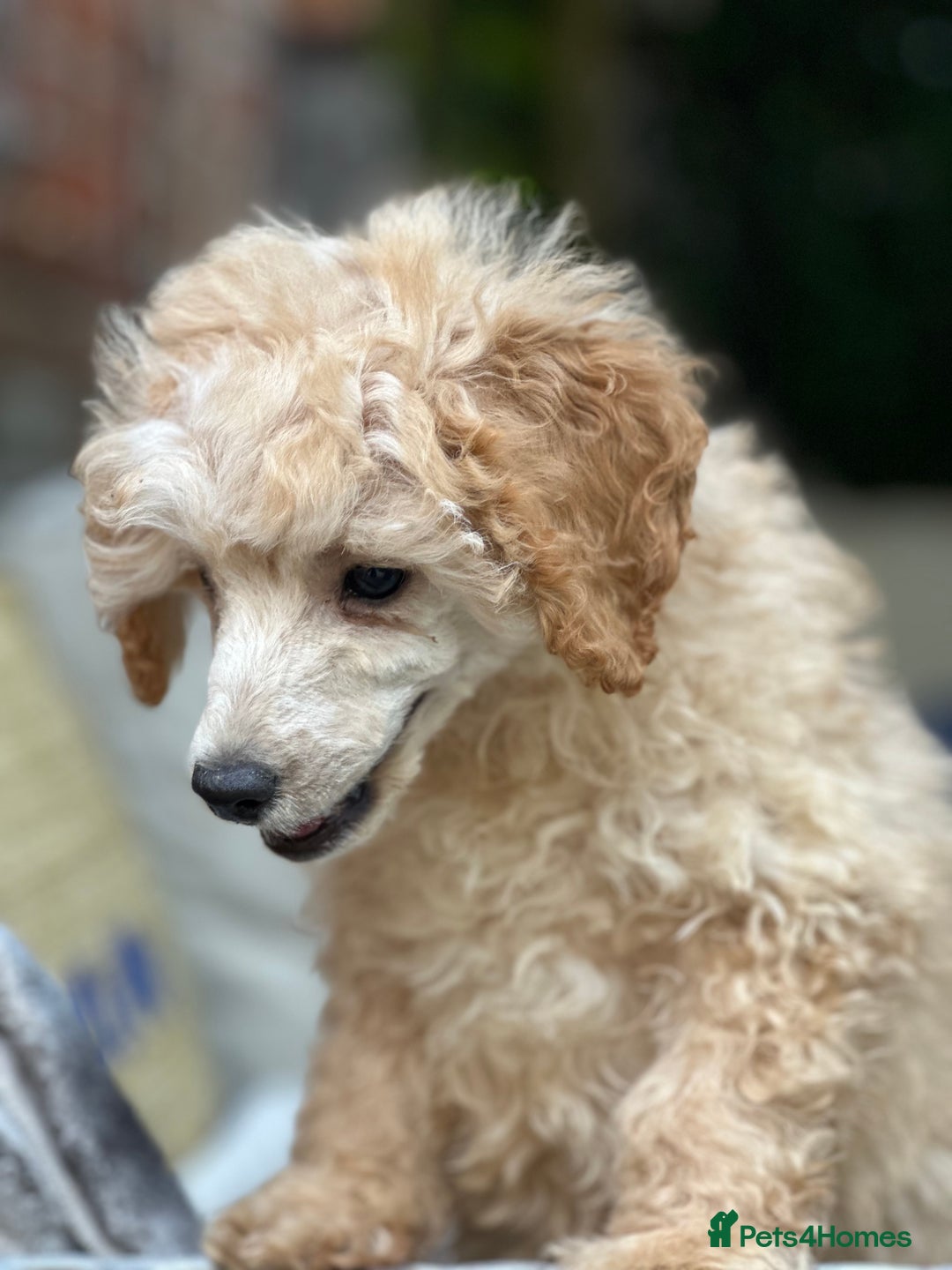 Toy Poodle dogs for sale: Singleton hand reared toy poodle !  - Image 1