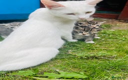 Mixed Breed cats for sale: Kittens - Image 22