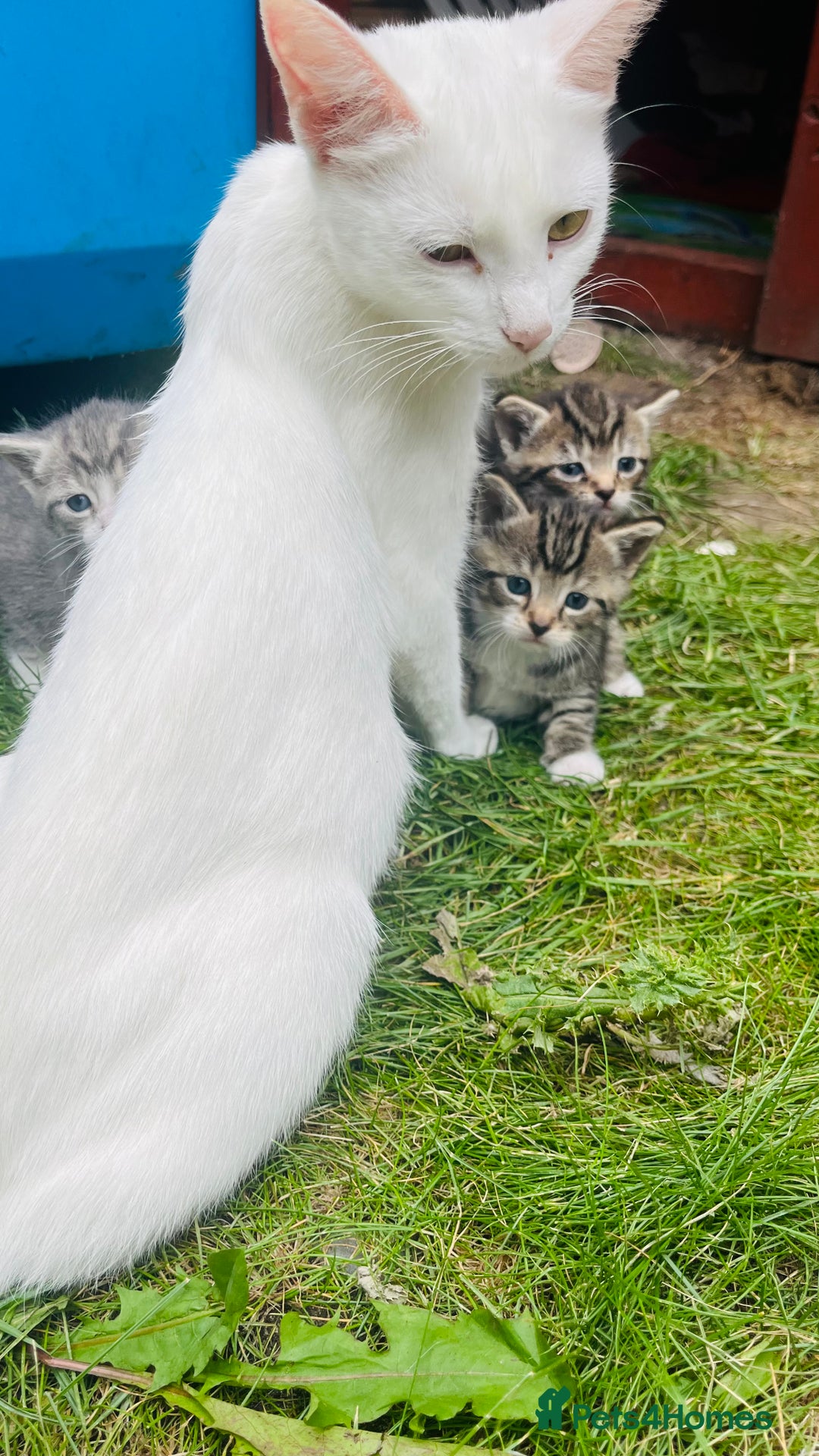 Mixed Breed cats for sale: Kittens - Image 22