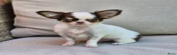 Chihuahua dogs for sale: Amazing Longcoat Apple head Chihuahua Puppies  - Advert 16