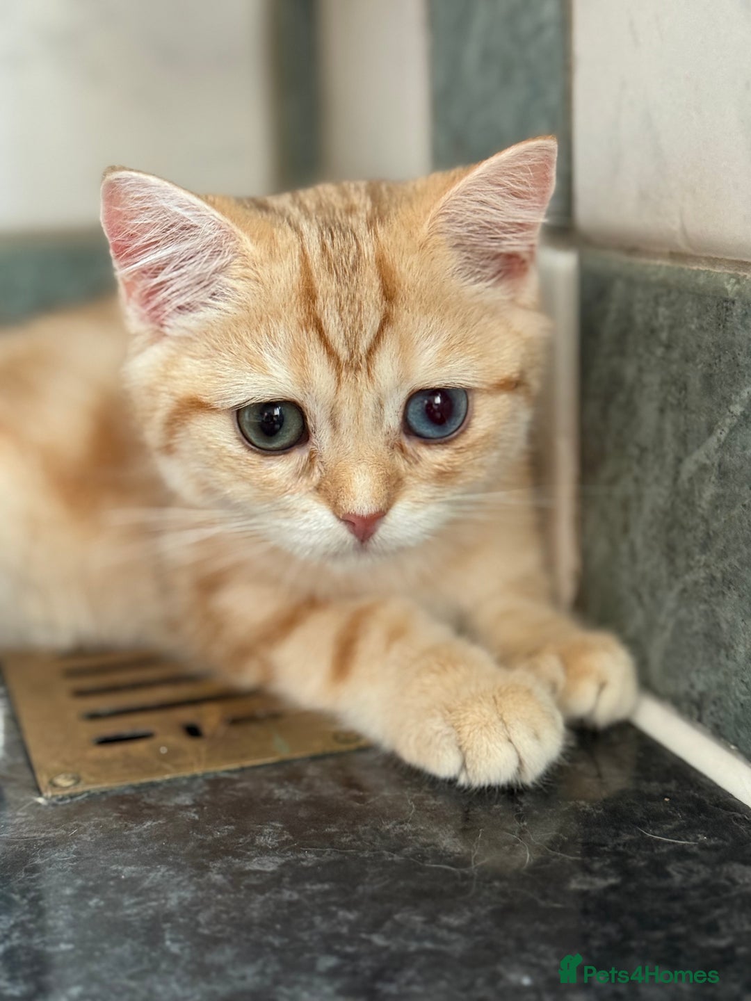 British Shorthair cats for sale: GCCF reg BSH Chocolate Golden Odd Eyes Last Male in London - Image 28