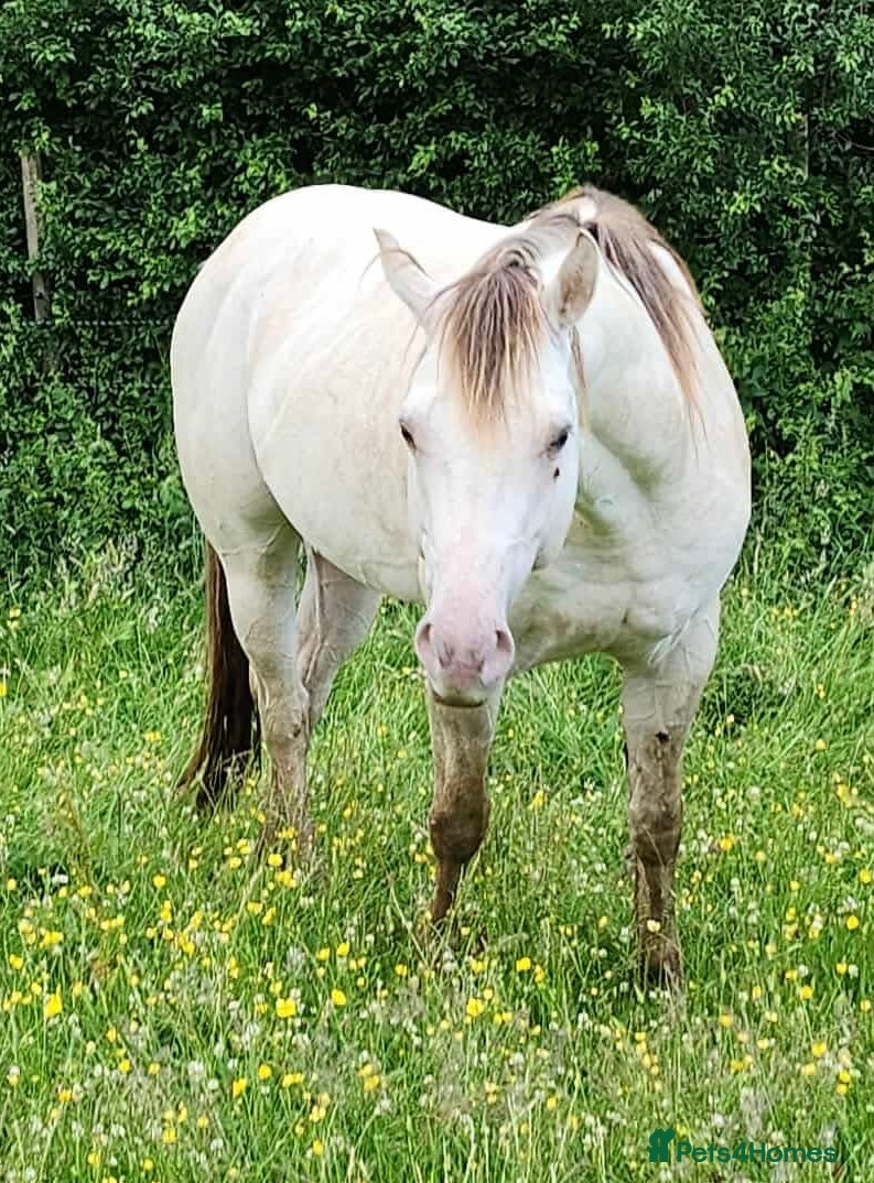 American Quarter horses for sale: QH Filly searching for superior dwelling & staff - Advert 17