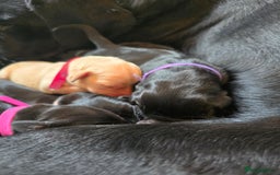 Labrador Retriever dogs for sale: KC Registered 9 Black & 1 Yellow Labrador Puppies - Image 6