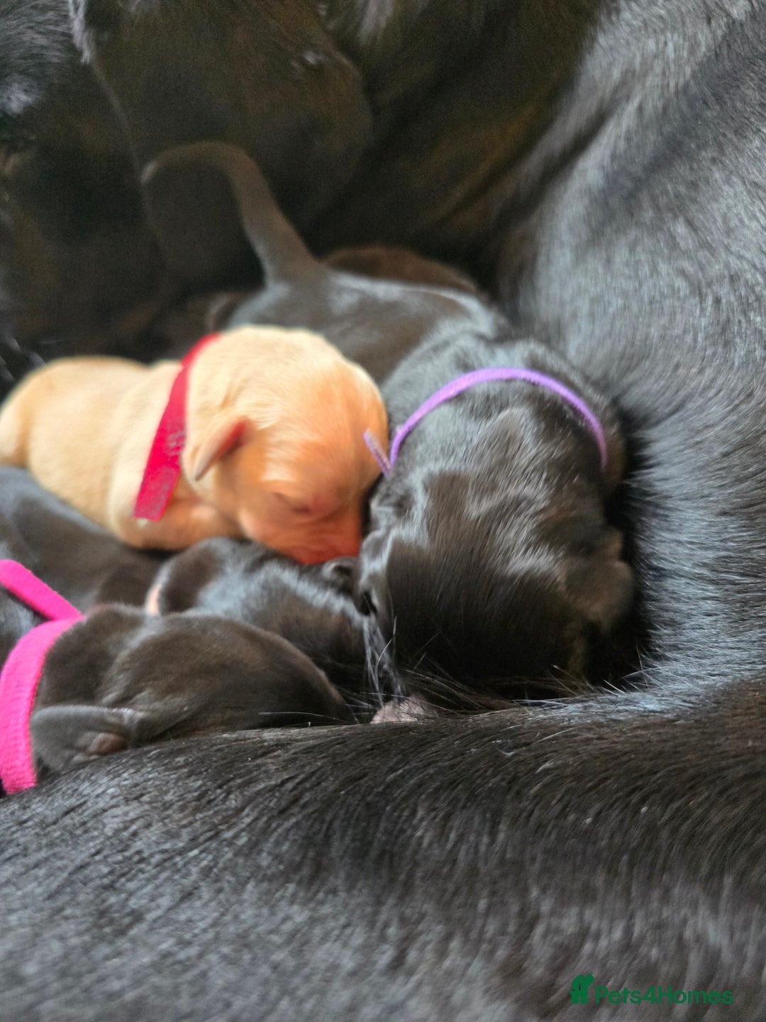 Labrador Retriever dogs for sale: KC Registered 9 Black & 1 Yellow Labrador Puppies - Image 6