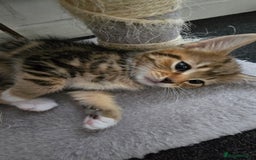 Mixed Breed cats for sale: 5 Kittens for sale - Image 36