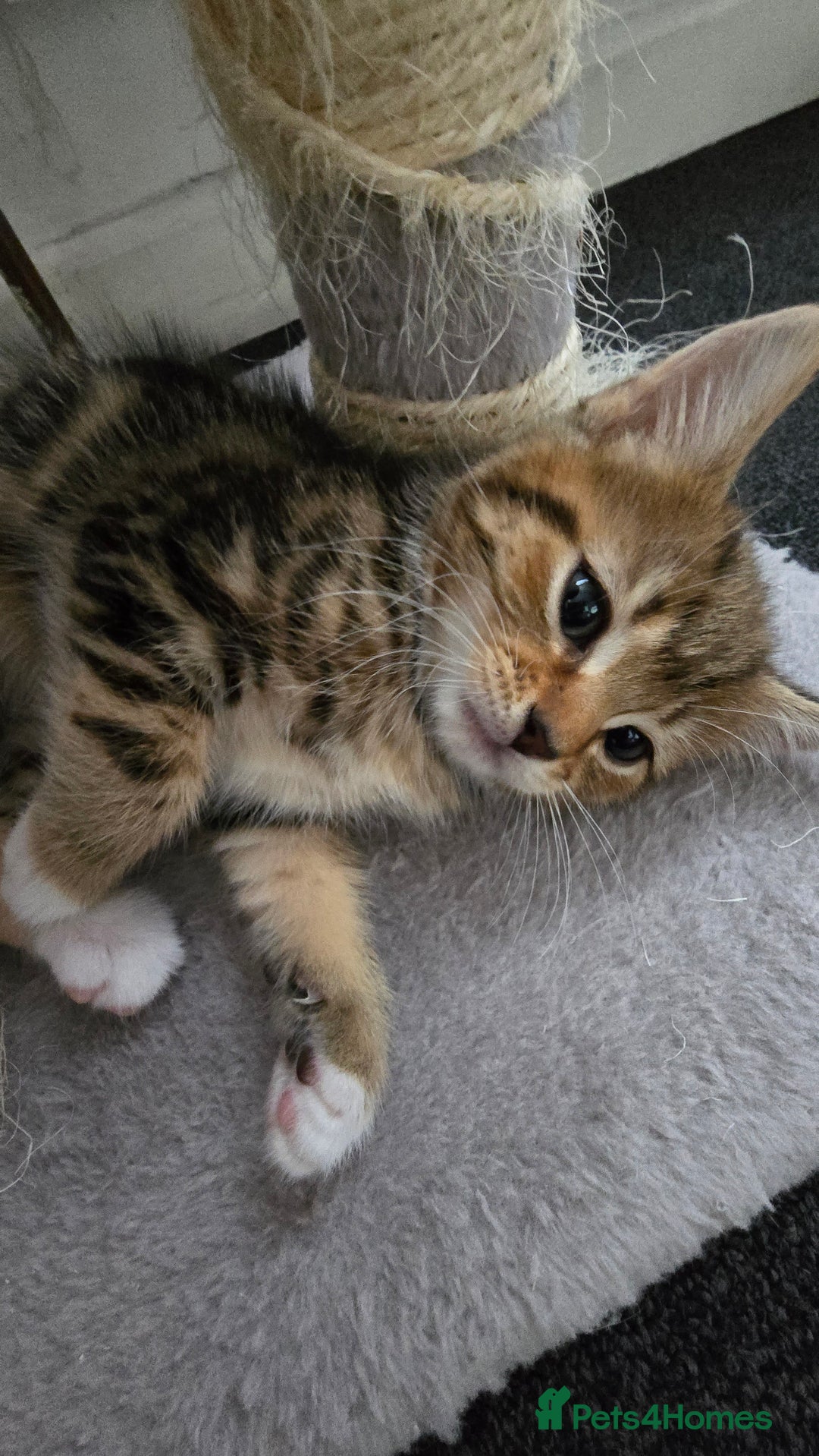 Mixed Breed cats for sale: 5 Kittens for sale - Image 36
