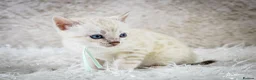 Bengal cats for sale: Stunning Silver Snow ❄️ Bengal Kittens  - Advert 21