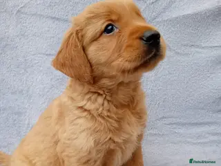 Golden Retriever dogs Golden retriever puppies - Advert 4