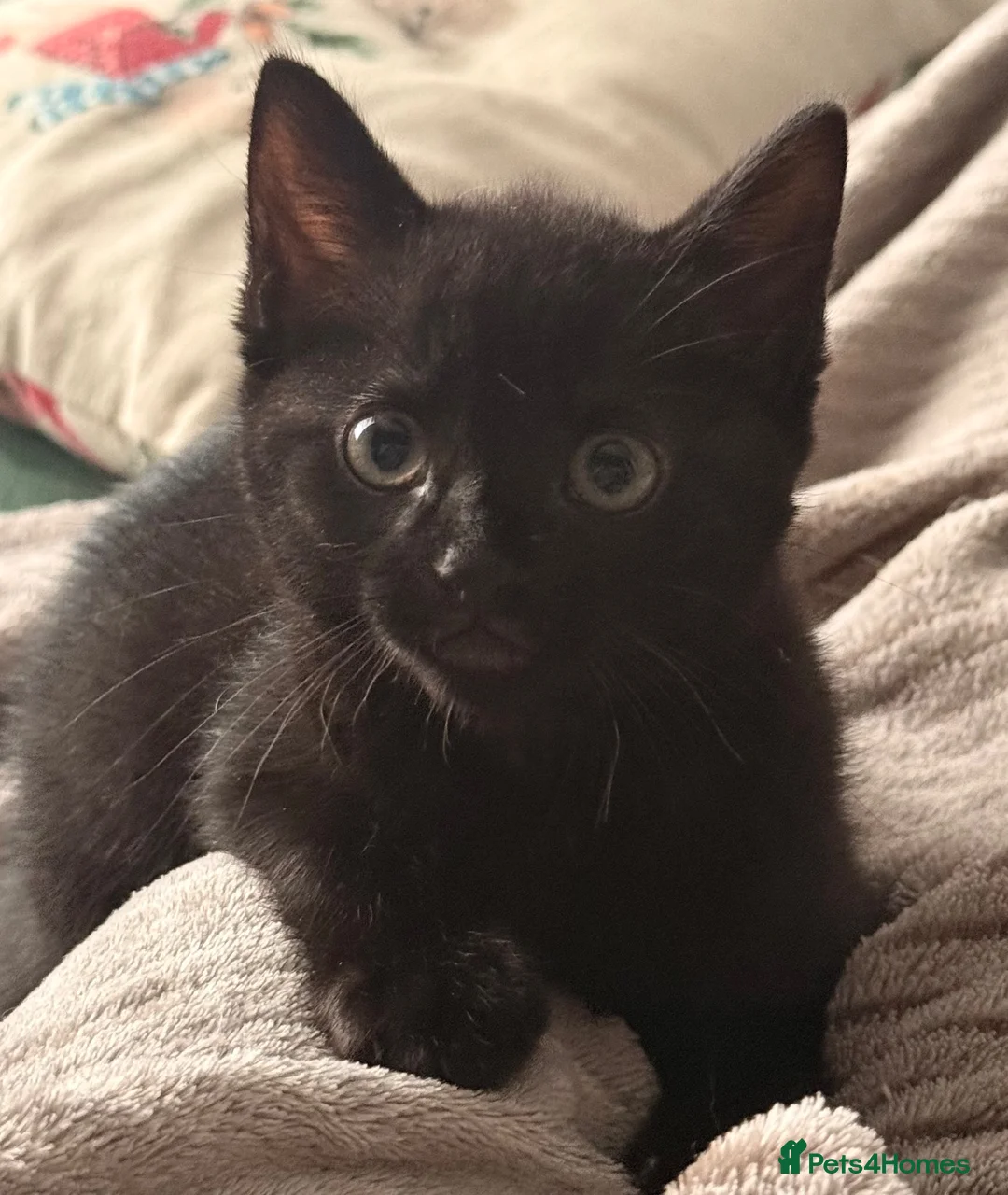 Mixed Breed cats for sale: Four kittens ready for new homes. - Advert 5