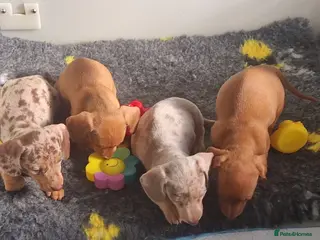 Miniature Dachshund dogs Kc registered miniature dachshund - Advert 21