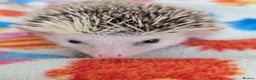 Pygmy Hedgehog rodents for sale: 10 Week Old Baby Hoglets REDUCED TO £220 - Advert 3