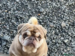 Pug dogs Pug stud! Lilac and tan - Advert 6