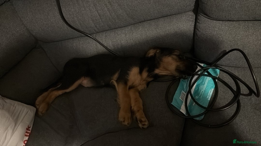 Mixed Breed dogs for sale: Dexter  - Image 4
