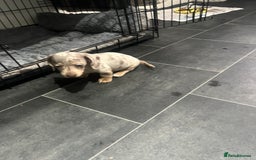 Dachshund dogs for sale: Dapple cream dachshund - Image 3