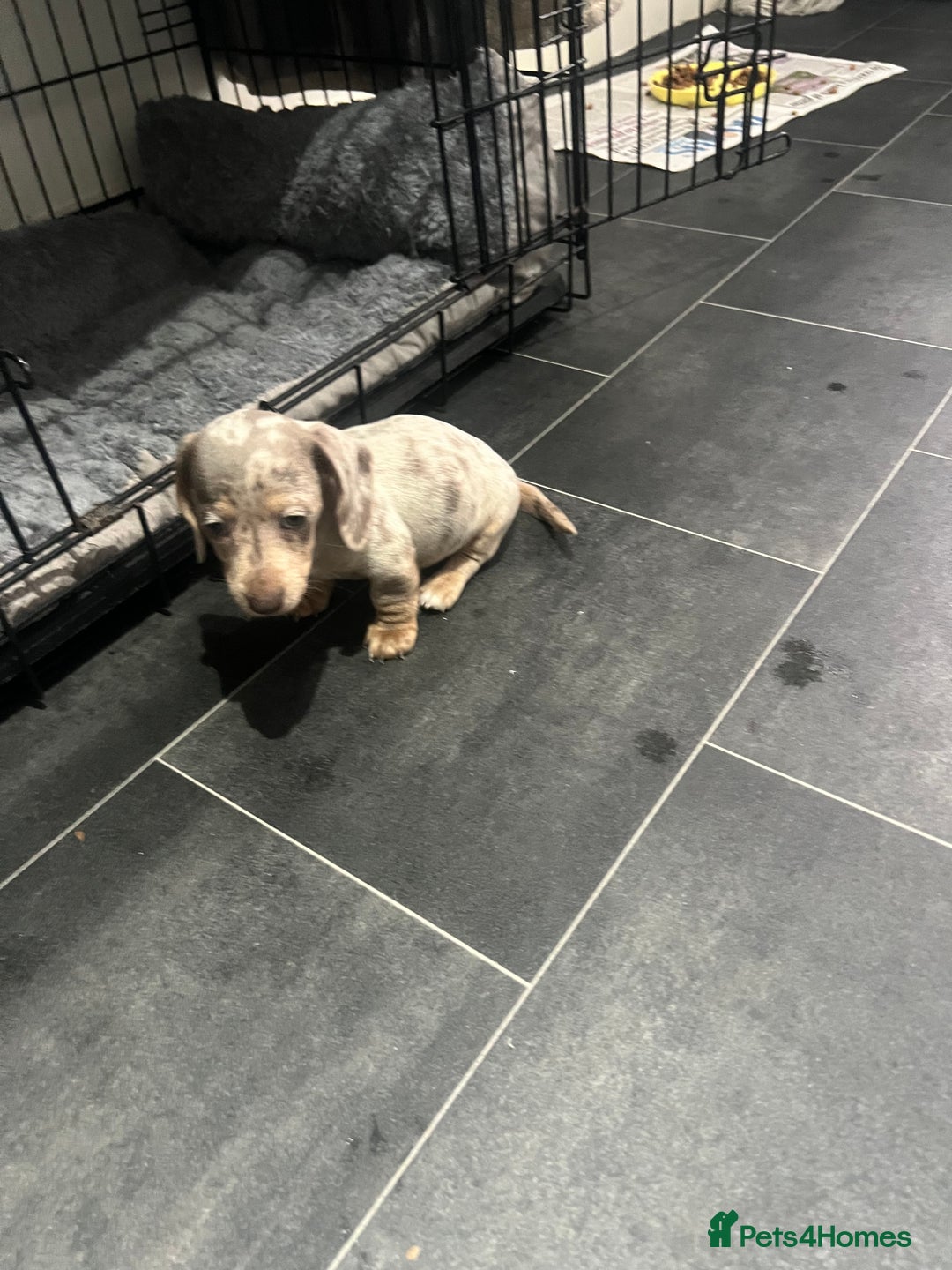 Dachshund dogs for sale: Dapple cream dachshund - Image 3