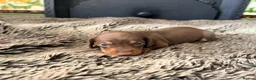 Miniature Dachshund dogs for sale: KC Reg Health Tested Miniature Daschaund  - Advert 4