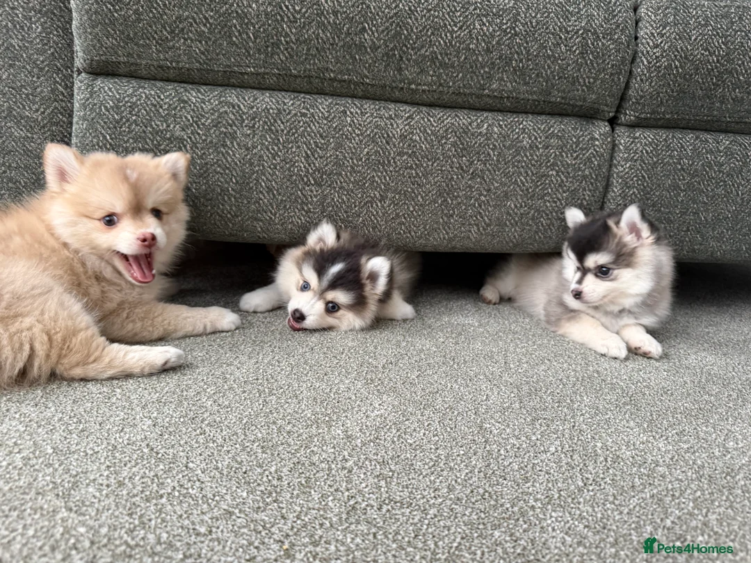 Pomsky dogs for sale: F3 Pomsky Puppies - ready now :)  - Advert 4