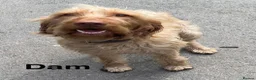 Hungarian Vizsla dogs for sale: Hungarian WIREHAIRED VIZSLA puppies KC reg'd  - Advert 5
