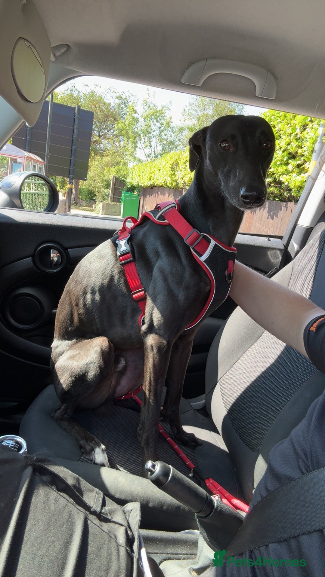 Lurcher dogs for sale: Raven lurcher  - Advert 5