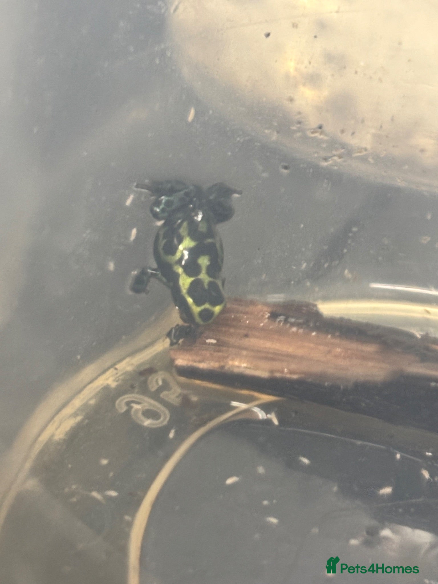Frog reptiles Ranitomeya Variabilis Southern Froglets  - Advert 5