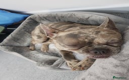 French Bulldog dogs for sale: Dottie french Bulldog - Image 6