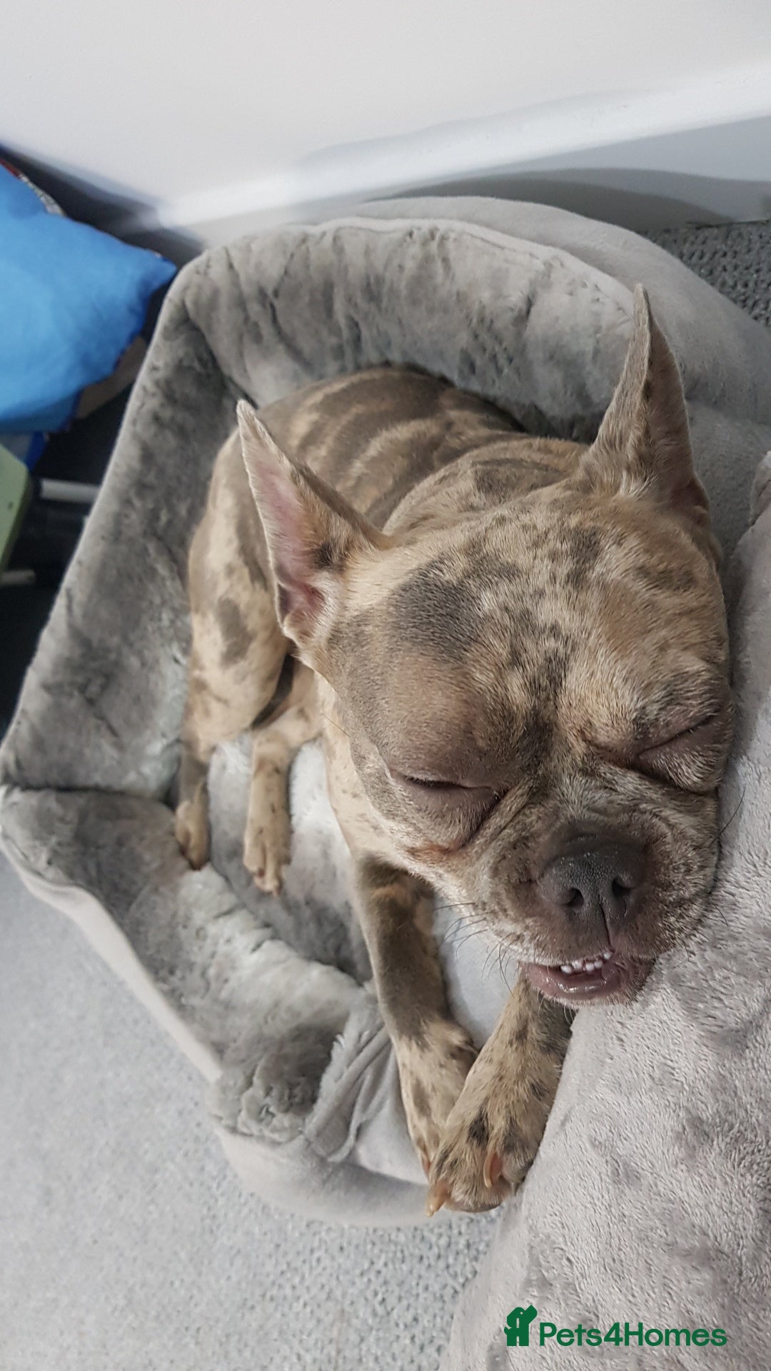 French Bulldog dogs for sale: Dottie french Bulldog - Image 6