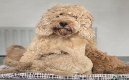 Cockapoo dogs for sale: Beautiful Cockapoo Puppies  - Image 5