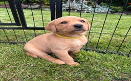 Labrador Retriever dogs for sale: Stunning, KC registered, Fox Red Labrador puppies. - Image 28