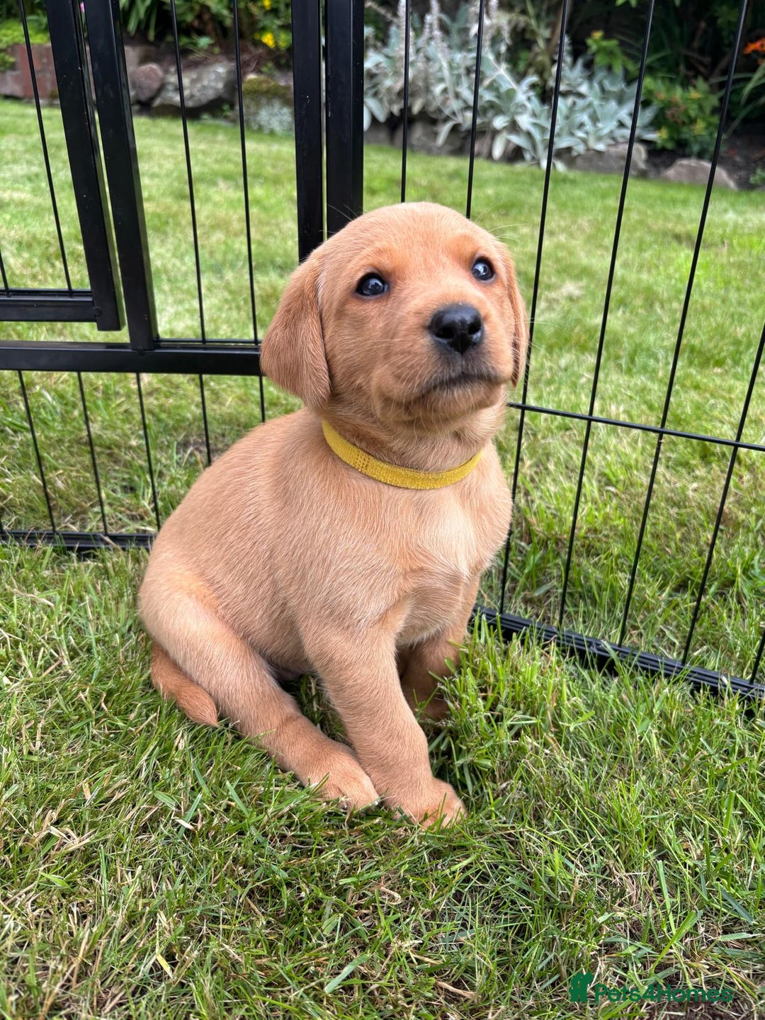 Labrador Retriever dogs for sale: Stunning, KC registered, Fox Red Labrador puppies. - Image 28