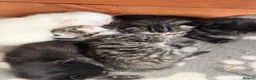 Mixed Breed cats for sale: Long haired kittens for sale  in Carmarthen - Advert 4