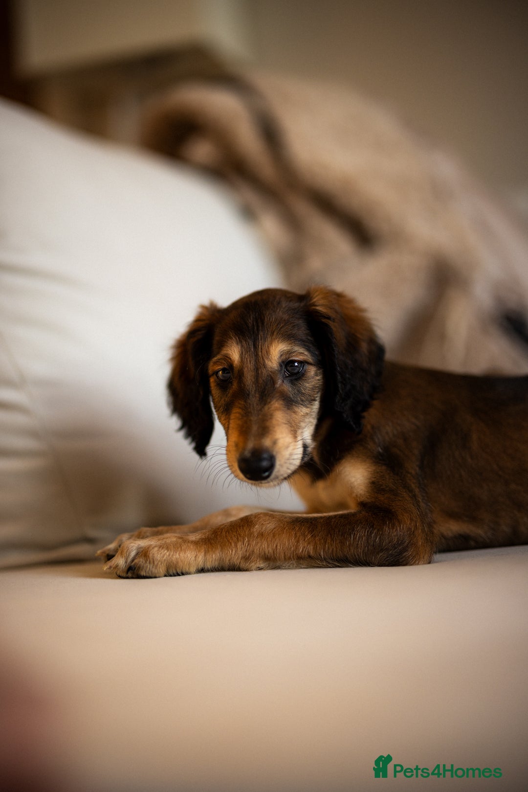 Saluki dogs for sale: Saluki 2 big boys left reduced £ - Advert 37