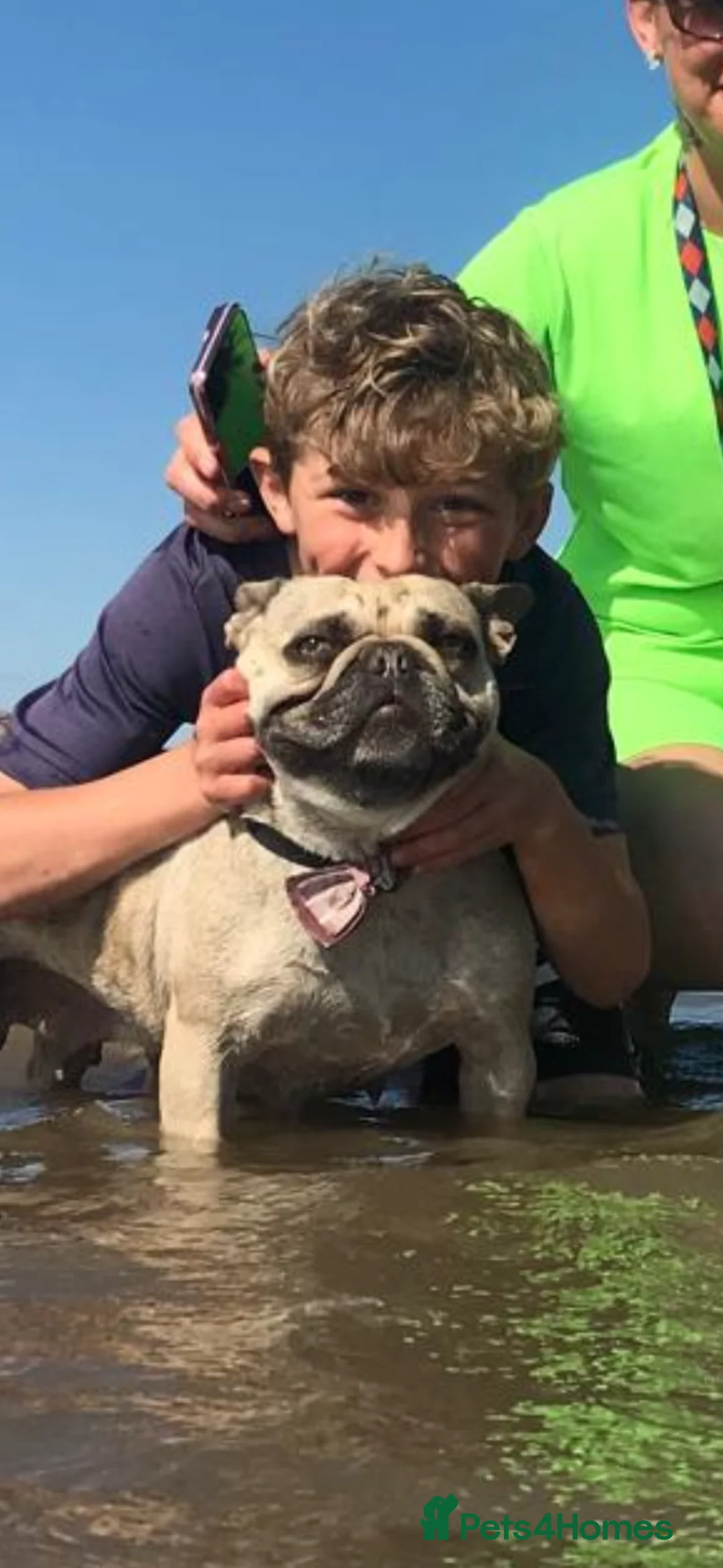 French Bulldog dogs for sale: French bulldog female  - Advert 4