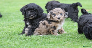 Cavapoochon dogs - Advert 3