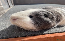 Guinea Pig rodents for sale: Female guinea pig for sale - Image 3