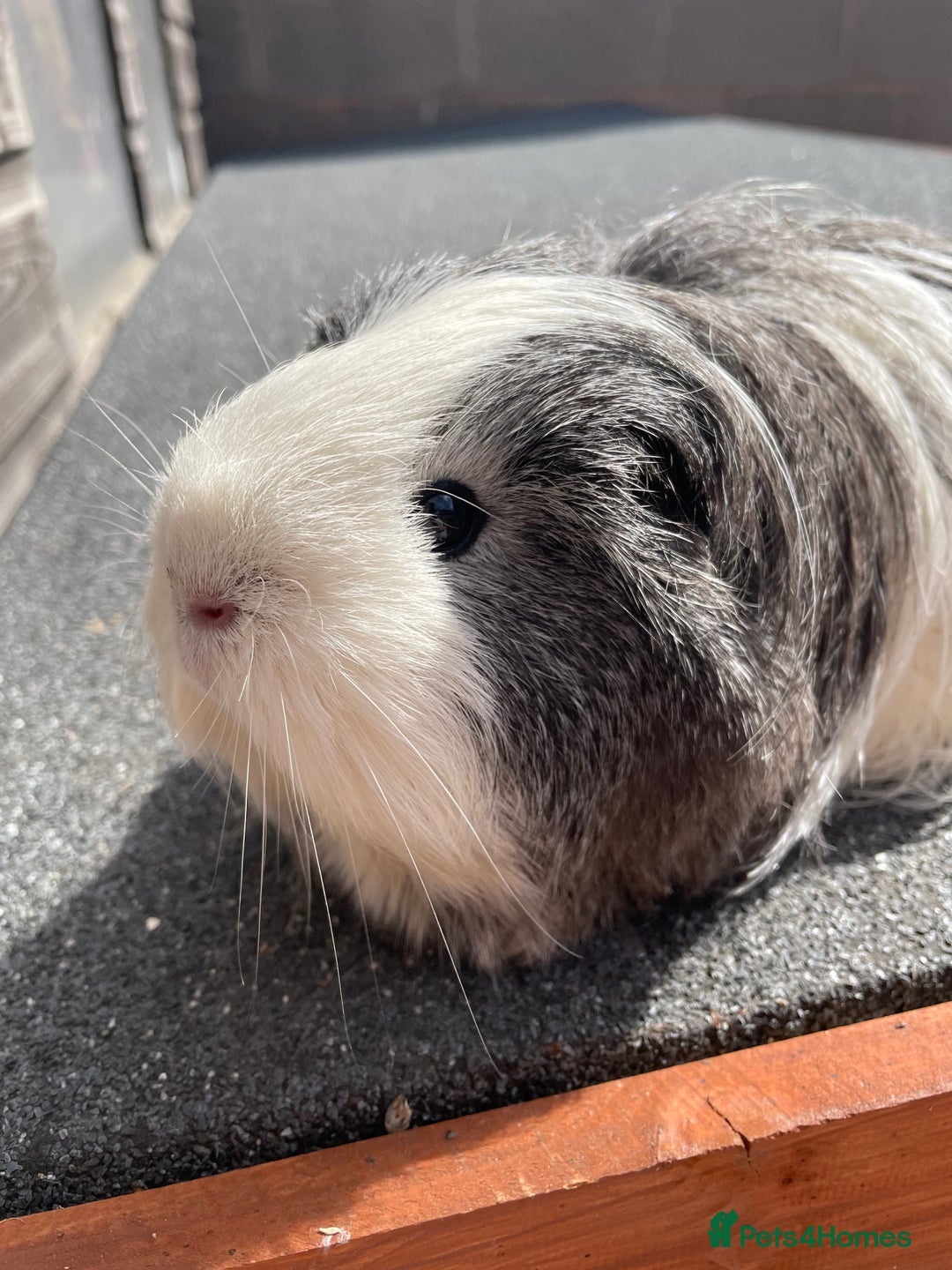 Guinea Pig rodents for sale: Female guinea pig for sale - Image 3