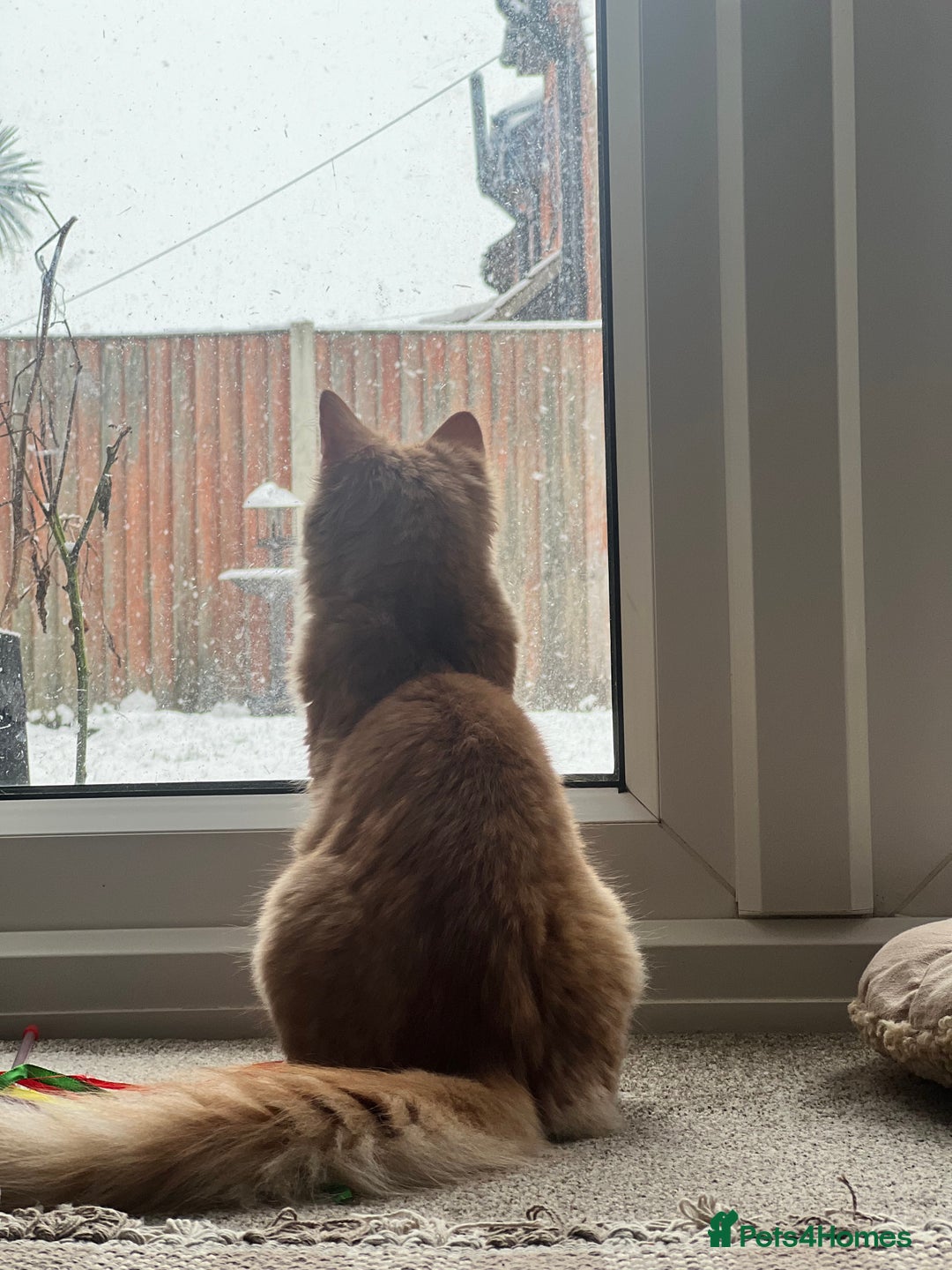 British Longhair cats for sale: Fluffy and Adorable Ginger Boy For Sale  - Advert 5