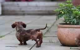 Miniature Dachshund dogs for stud: Carries cream+Blue+**** ultrasound+Ov in Heathfield - Image 10
