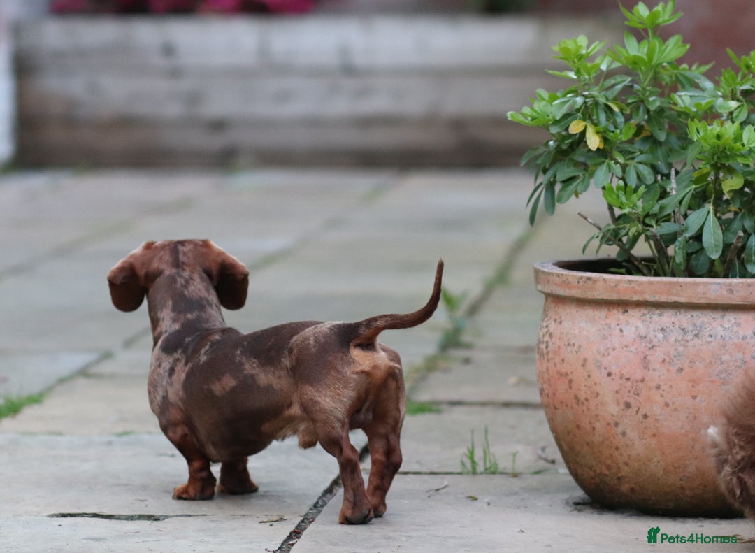 Miniature Dachshund dogs for stud: Carries cream+Blue+**** ultrasound+Ov in Heathfield - Image 10