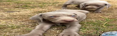 Weimaraner 2